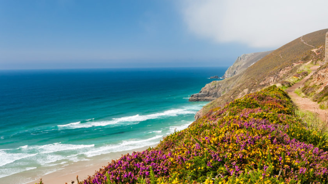 Wildflowers covering coastal cliffs above the Atlantic Ocean in North Cornwall