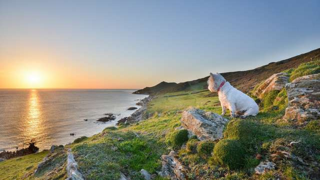 White dog sitting on a rocky cliff watching the sunset over the sea on the North Cornwall coast